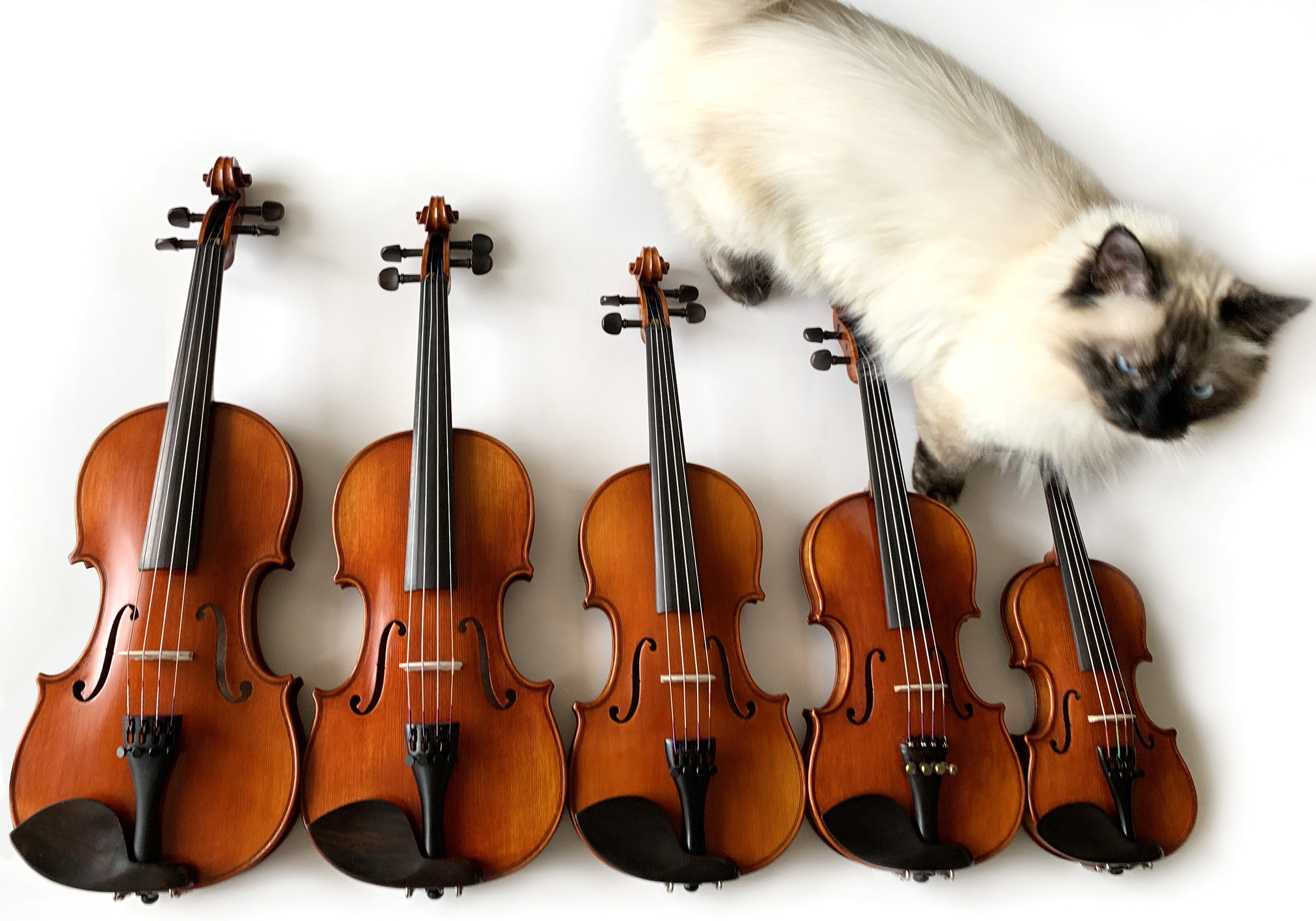 Instrument Purchasing for Newbies Fiddleheads Violin Studio